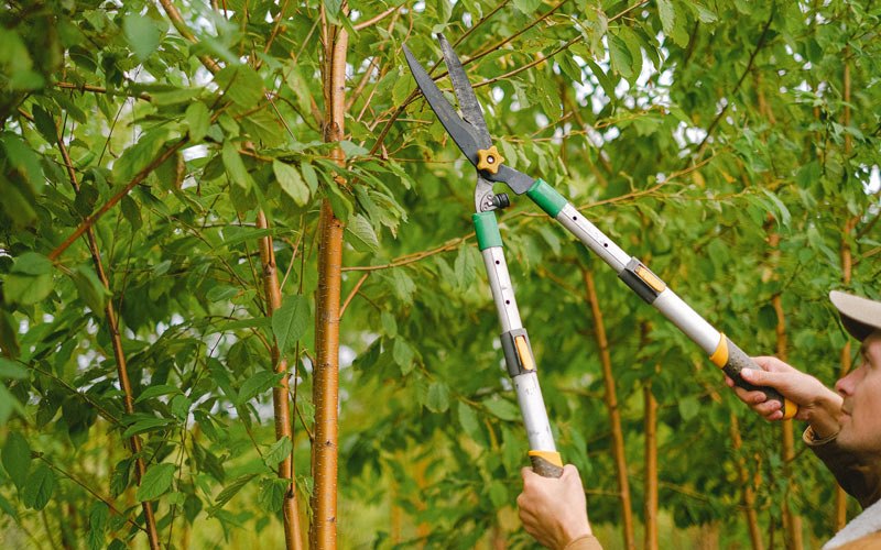 Tree trimming in Elkhart, IA